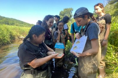Students examine fish specimens while wading in a river
